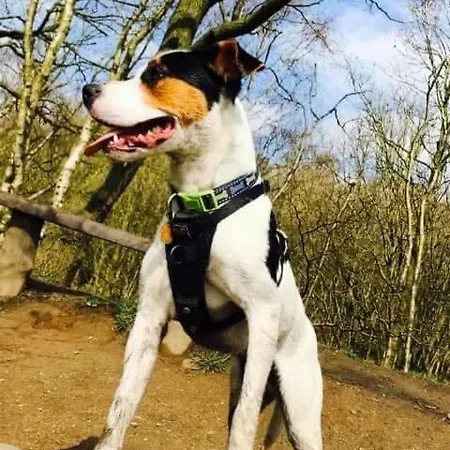 Cosy & Chic Dog Friendly Apartment, 公寓 塞特尔